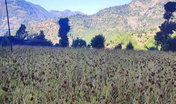 आज राष्ट्रिय कोदो दिवस मनाइँदै   